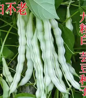 九粒白芸豆种子四季播摘不败