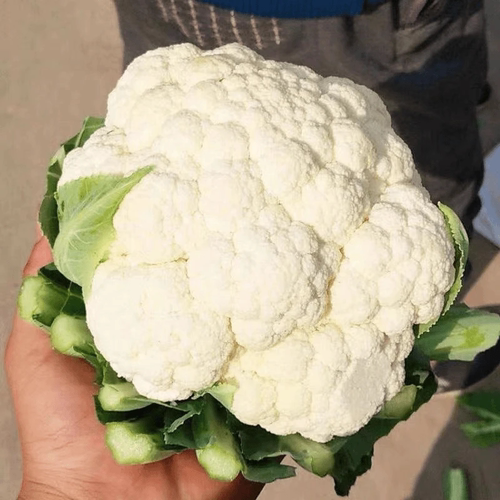 四季播80天白花菜种子耐热耐寒