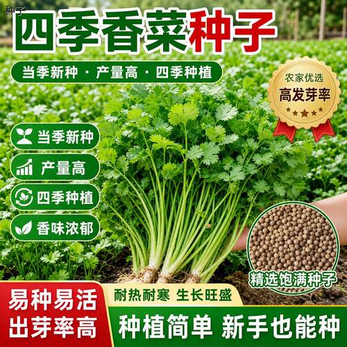 正宗四季香菜种子大叶芫