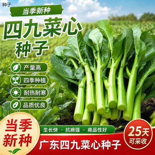 正宗广东四九菜心种子25