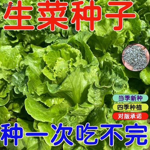 意大利生菜种子四季播高