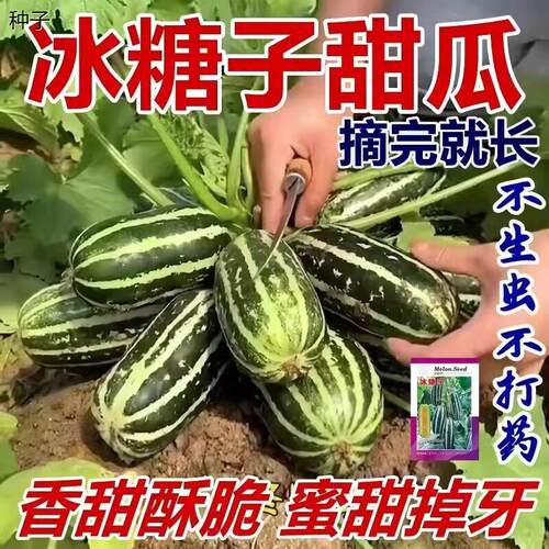 甜掉牙甜瓜种子冰糖四季
