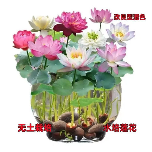 水培碗莲种子四季盆栽花卉种子