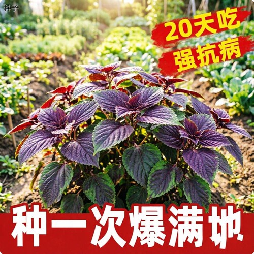 正宗紫苏种子可食用双面