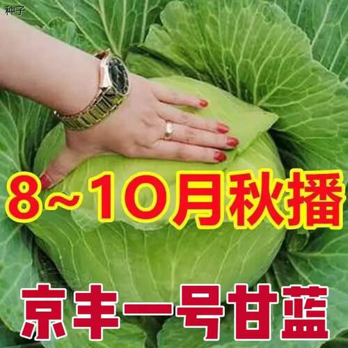 京丰一号甘蓝种子秋播阳