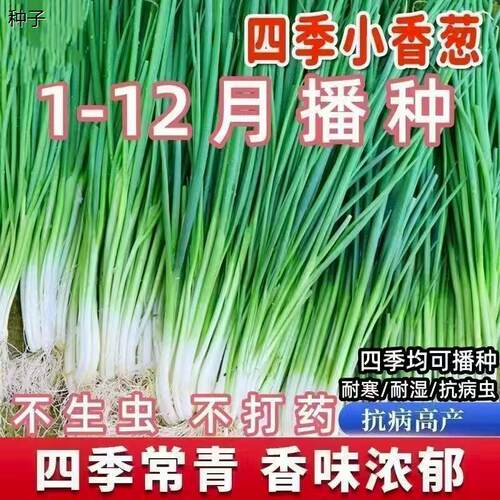 四季小香葱种子阳台盆栽