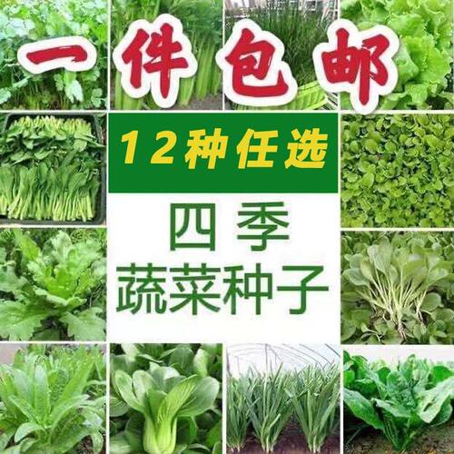 12种有机蔬菜种子套餐四季易种