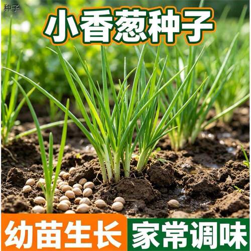 四季小香葱种子庭院阳台