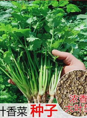 耐寒老品种香菜种子高产盆栽