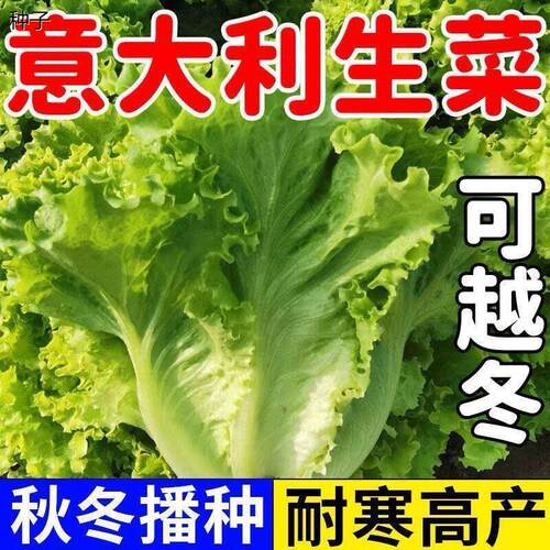 正宗意大利生菜种子种籽