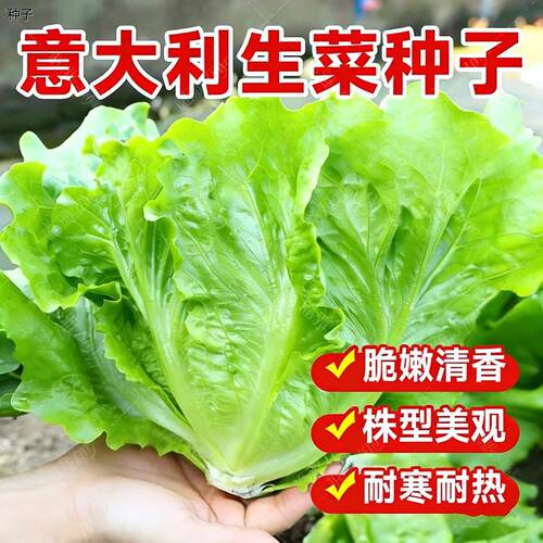 意大利生菜种子抗热耐抽