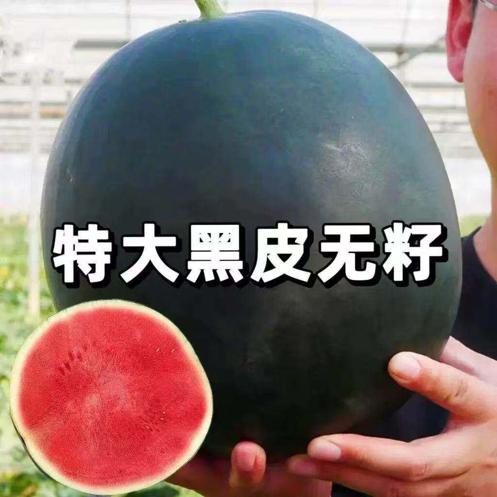 黑皮无籽西瓜种子超甜薄皮西瓜红瓤高产庭院水2元包邮小商品88vip