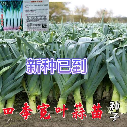 红皮宽扁叶蒜苗种子一年