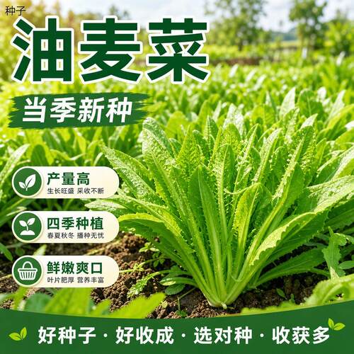正宗油麦菜种子大叶耐热
