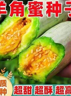 羊角蜜甜瓜种子绿宝石博洋9号