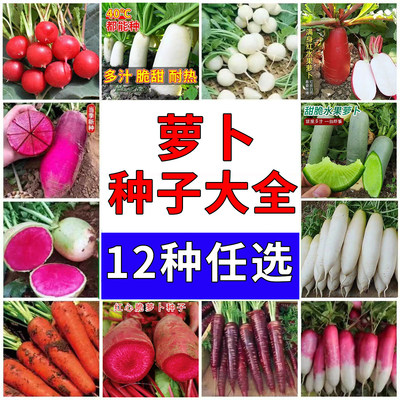 高产凤梨水果萝卜种子