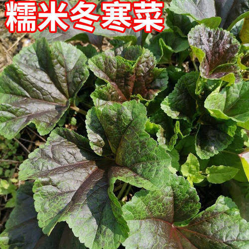 秋冬播高钙蔬菜种子新潮