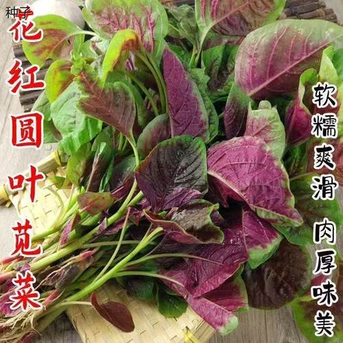 花红圆叶苋菜种子快生蔬
