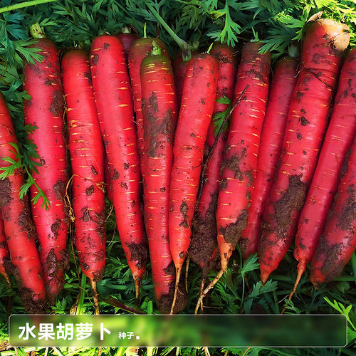 冰糖九寸红四季可种胡萝卜种子