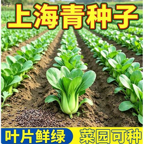 当季新种正宗上海青菜种