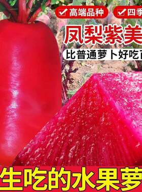 紫美人萝卜种子四季可播新手易种