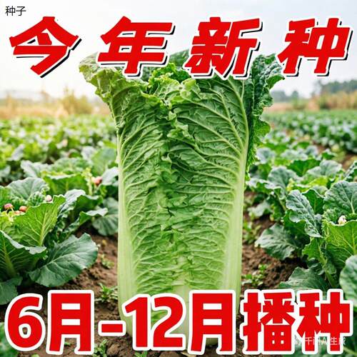 正宗天津青麻叶大白菜种