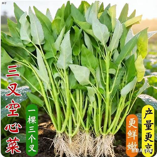 正宗三叉空心菜种籽四季