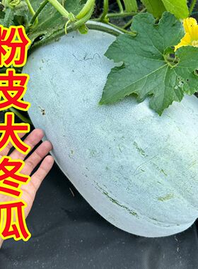 夏播耐热高产肉厚粉皮冬瓜种子