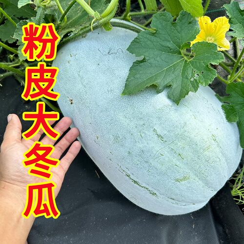 夏播耐热高产肉厚粉皮冬瓜种子