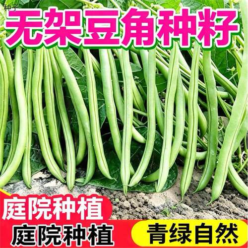 早熟无架四季豆种子无筋