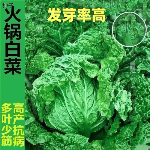 叶多多大白菜种子特籽包