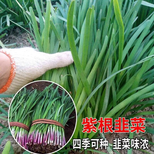 紫根韭菜种子四季种籽子根红宽叶根苗蔬菜阳台2元包邮小商品88vip