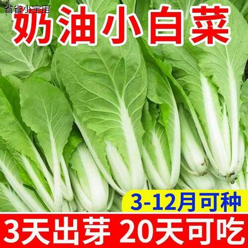 奶油小白菜种子春季播种