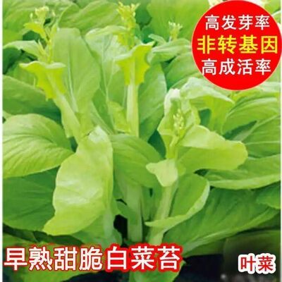 多苔速生早熟高产四季菜心种子