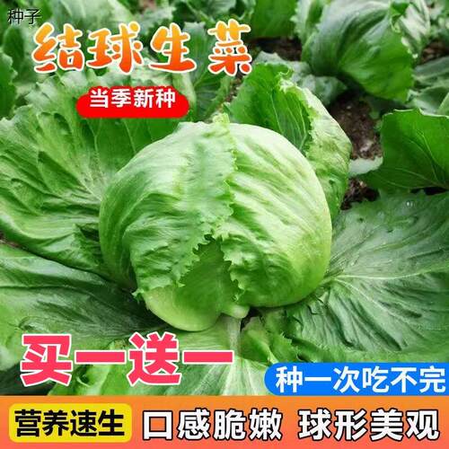 正宗结球生菜种子籽圆四