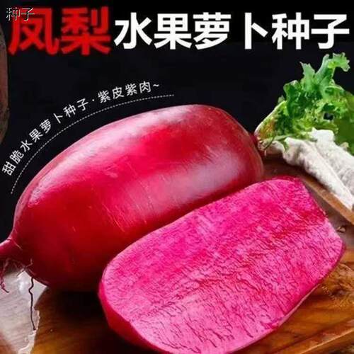 凤梨水果萝卜种子生吃甜