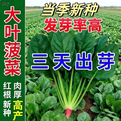 正宗大叶菠菜种子四季易