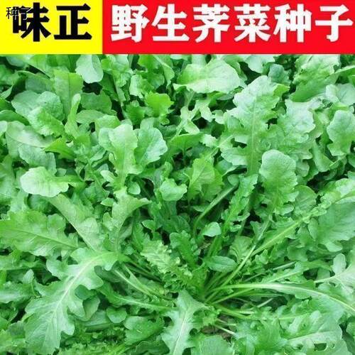 野生荠菜种子四季播种蔬