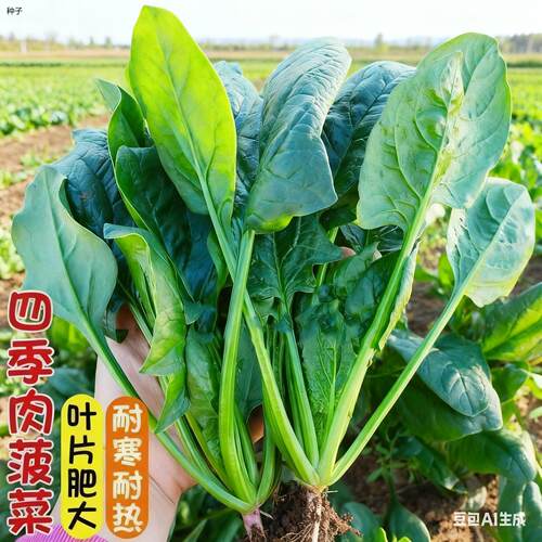 大叶菠菜种子四季蔬籽速