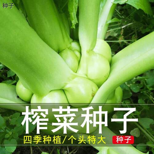 特大榨菜种子种籽疙瘩光