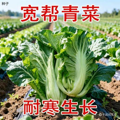 正宗宽帮青菜种子春季秋