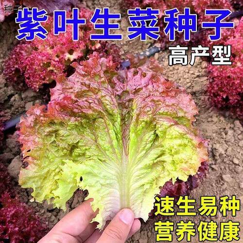 正宗紫叶生菜种子沙拉四