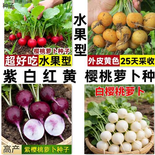 红黄白樱桃萝卜种子高产