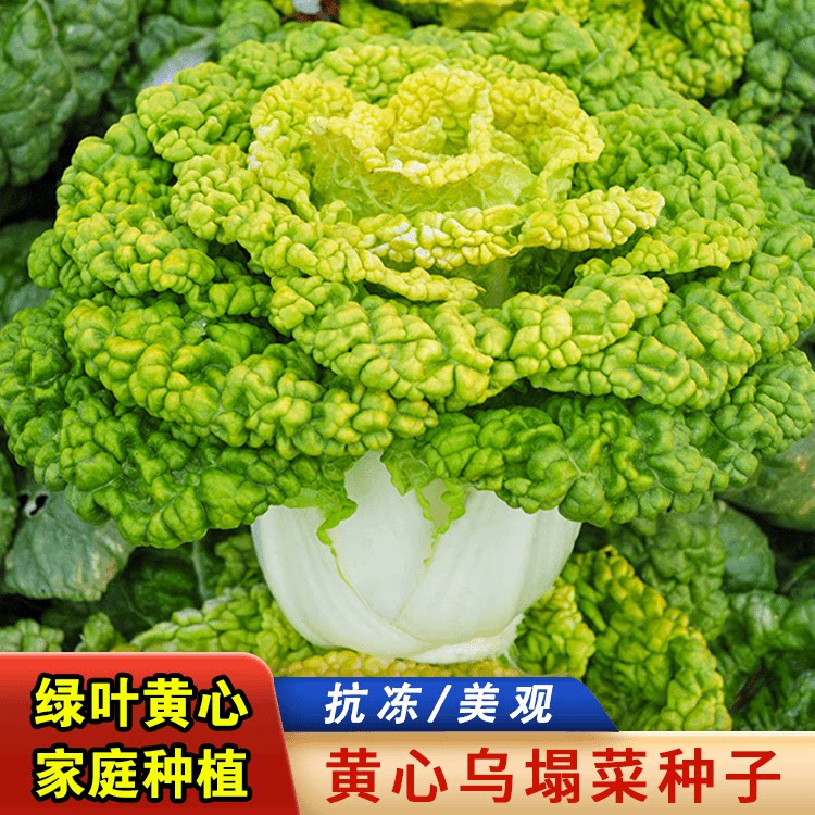 黄心乌塌菜种子黑心乌塌菜四季播阳台盆栽庭院2元包邮小商品88vip
