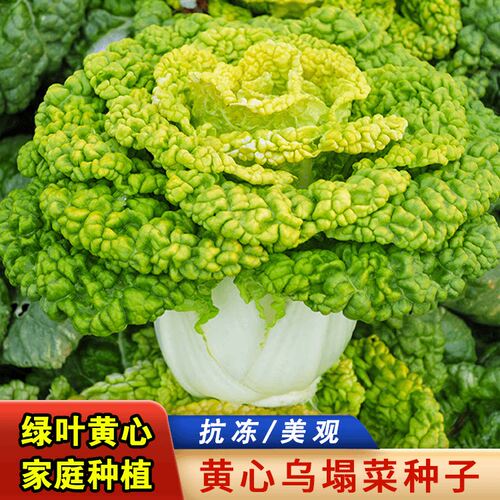乌塌菜种子四季播阳台盆栽