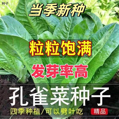 正宗孔雀菜种子直立生菜