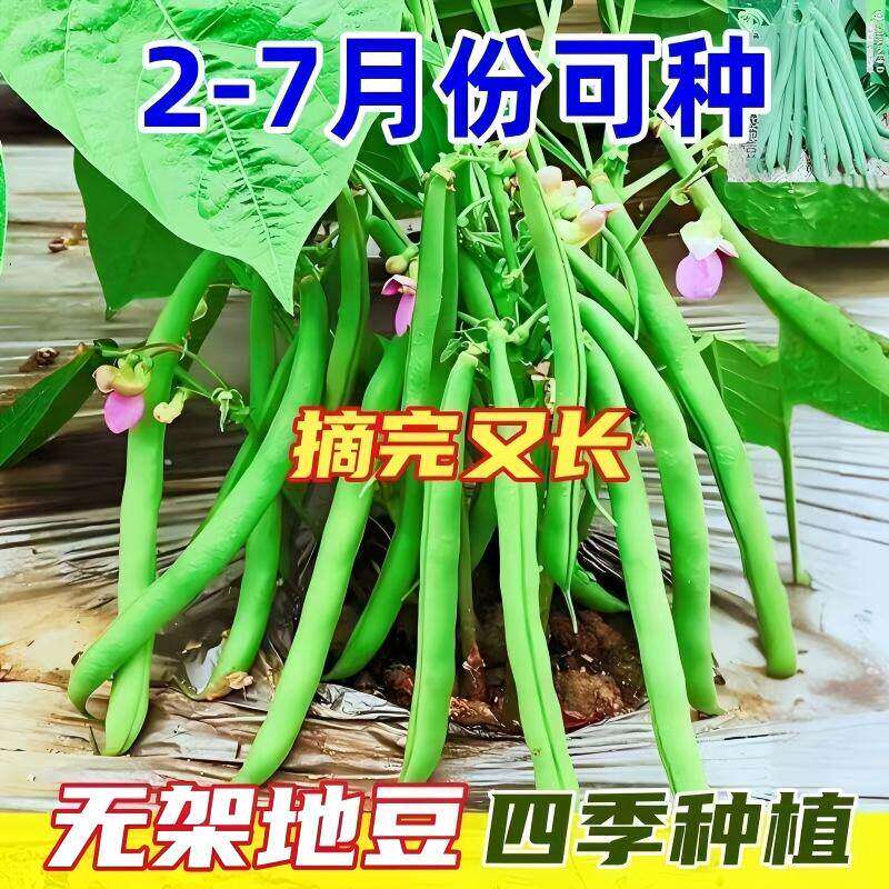 无架四季豆种子早熟无筋阳台盆栽