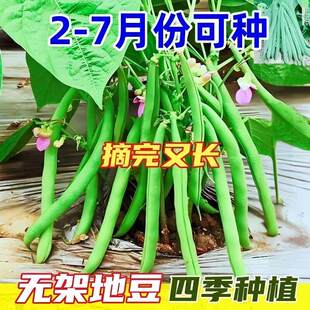 无架四季豆矮地豆种子早熟不搭架短豆角菜豆种籽可阳台盆栽无筋豆