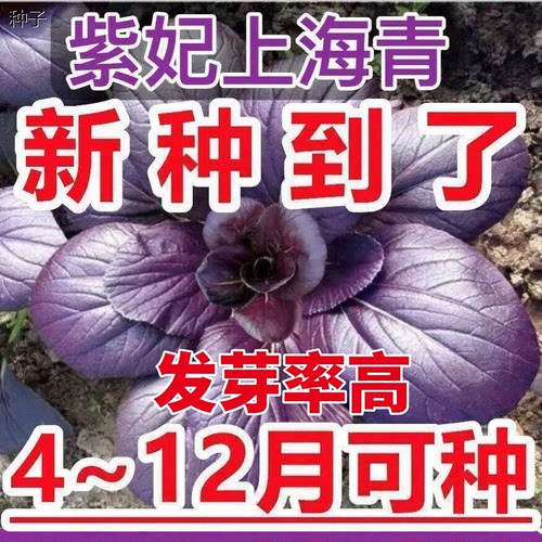 正宗紫妃上海青紫罗兰紫