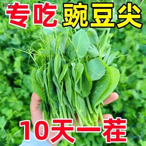 甜豌豆苗种籽尖种子四季